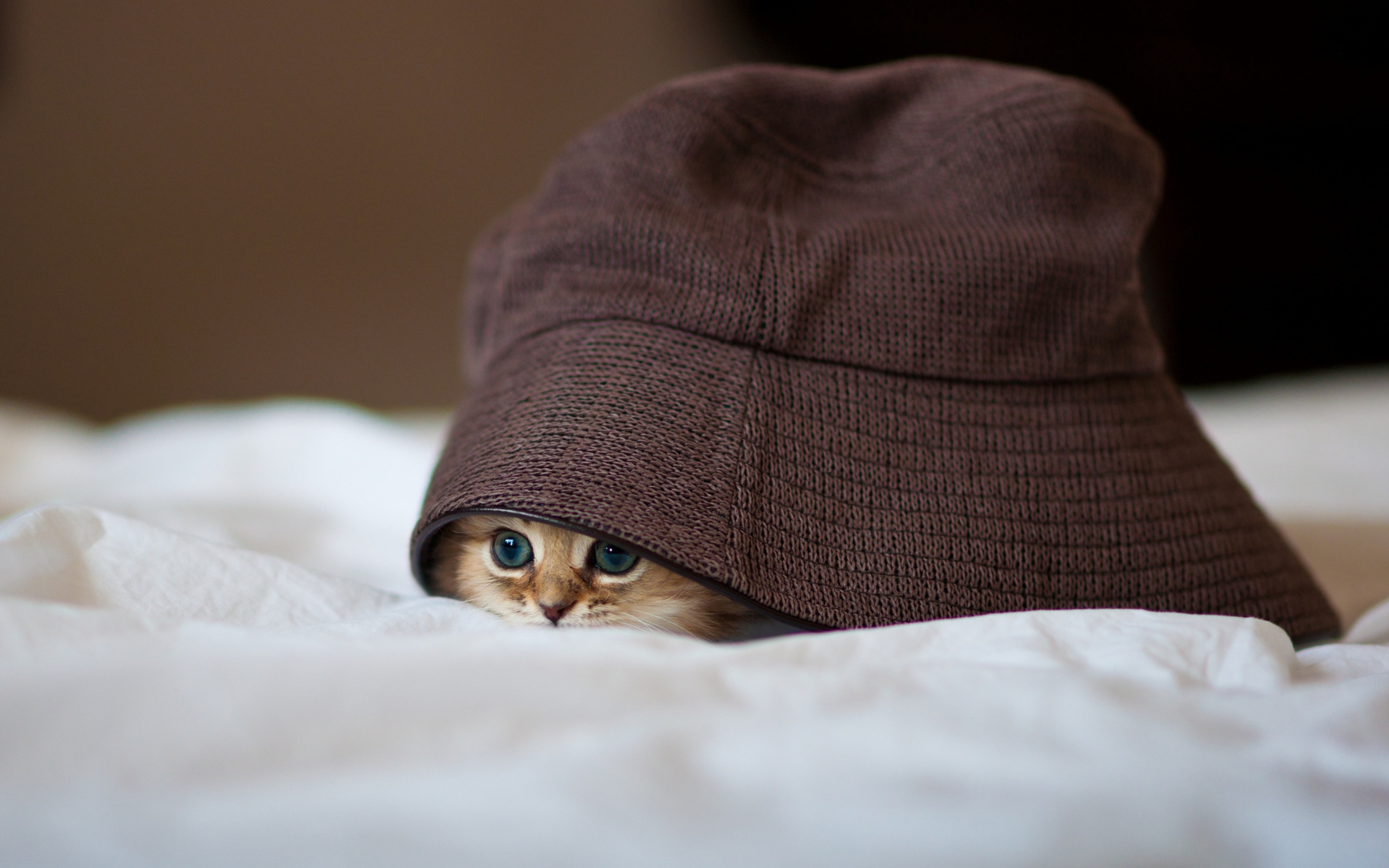 Kitty-hiding-place-1920x1200.jpg