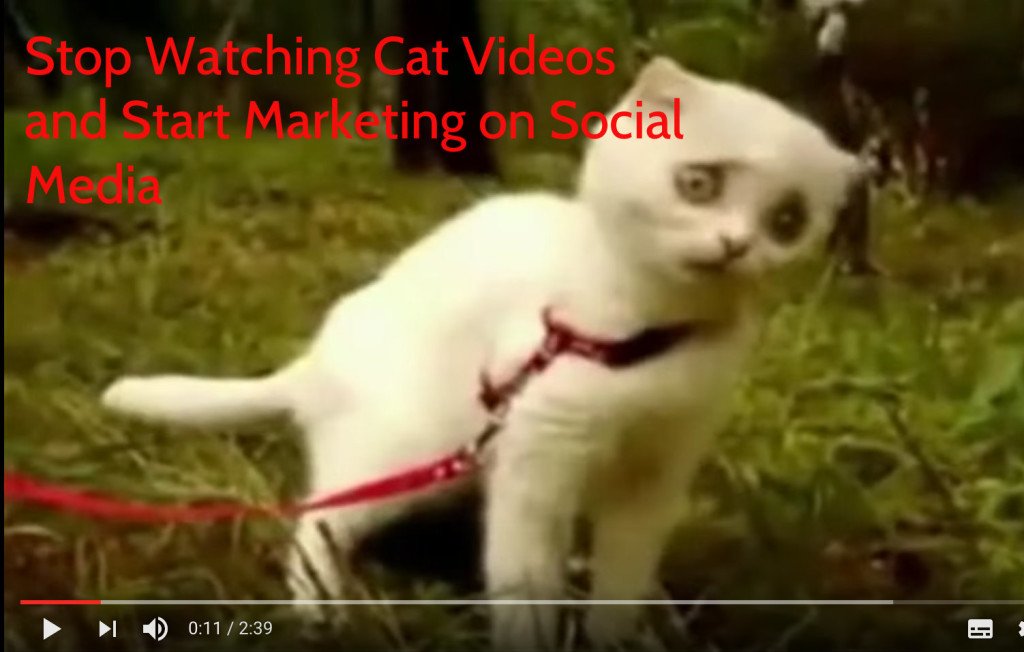 Stop Watching Cat Videos And Start Marketing On Social Media